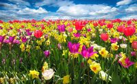 HRAJEME SI - Tulipánky